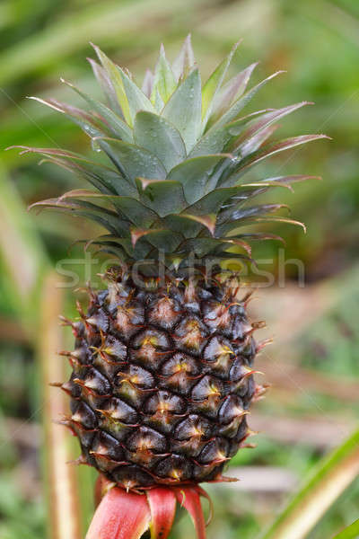 Stock fotó: Ananász · trópusi · gyümölcs · kert · nyers · falu · textúra