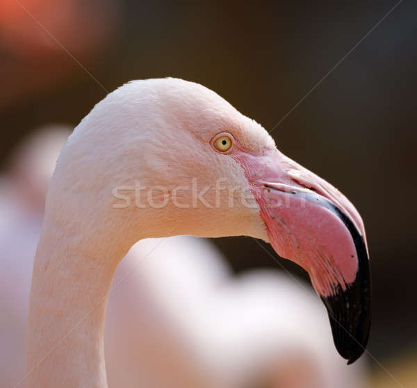 bird Rose flamingo (Phoenicopterus roseus) Stock photo © artush