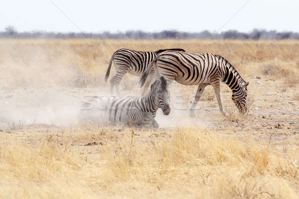 Zebra rolling on dusty white sand Stock photo © artush