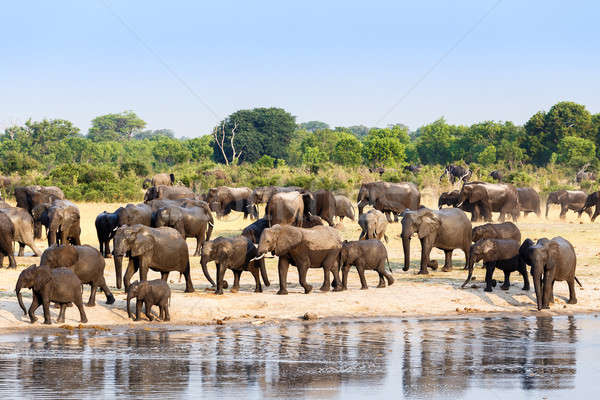 A herd of African elephants drinking at a muddy waterhole Stock photo © artush