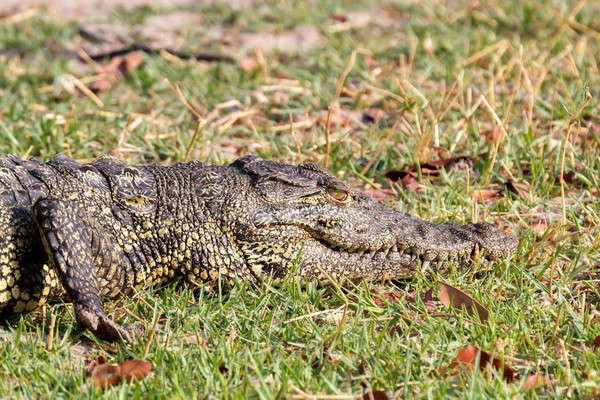 Portrait of a Nile Crocodile Stock photo © artush