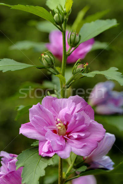Frumos violet Hibiscus grădină toamnă superficial Imagine de stoc © artush
