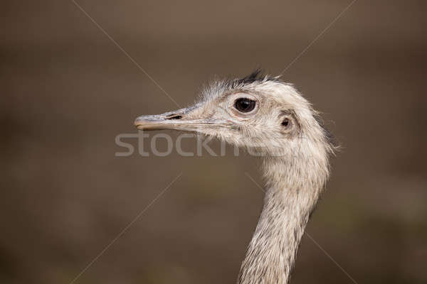 Stock photo: Portrait of Australian Emu (Dromaius novaehollandiae)