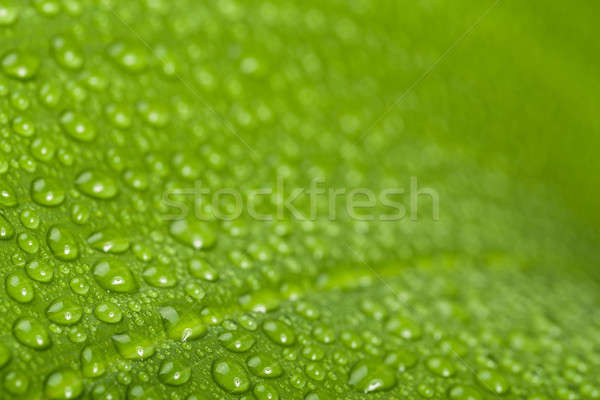 Vízcseppek zöld növény levél makró természetes Stock fotó © artush