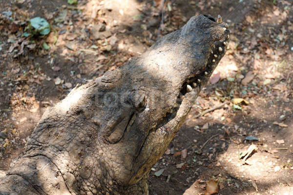 Portré krokodil víz természet Afrika fej Stock fotó © artush