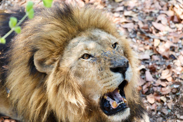 Portrait of Lion with open mouth shoving big teeth.  Stock photo © artush
