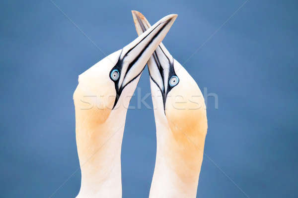 northern gannet, birds in love Stock photo © artush