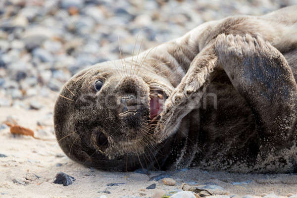 Young atlantic Grey Seal portrait Stock photo © artush