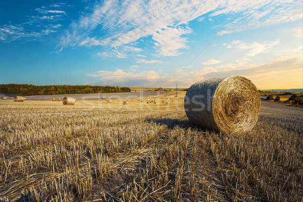harvested field with straw bales in summer Stock photo © artush