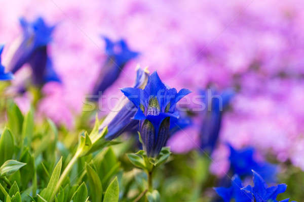 Trumpet gentian, blue spring flower in garden Stock photo © artush