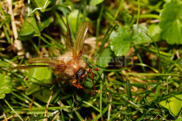 Cserebogár rovar európai bogár kártevő nyár Stock fotó © artush