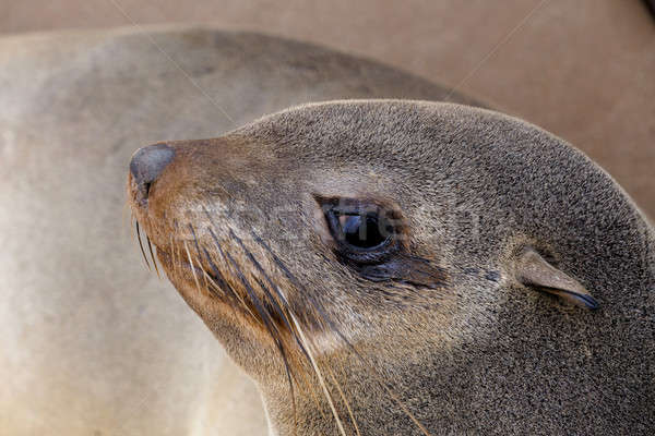 portrait of Brown fur seal - sea lions in Namibia Stock photo © artush