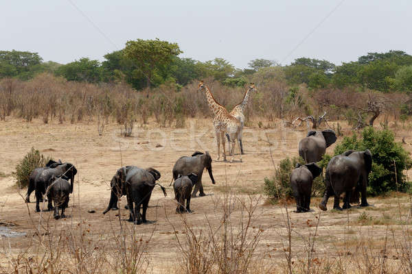 Stado Afryki słonie pitnej błotnisty Botswana Zdjęcia stock © artush