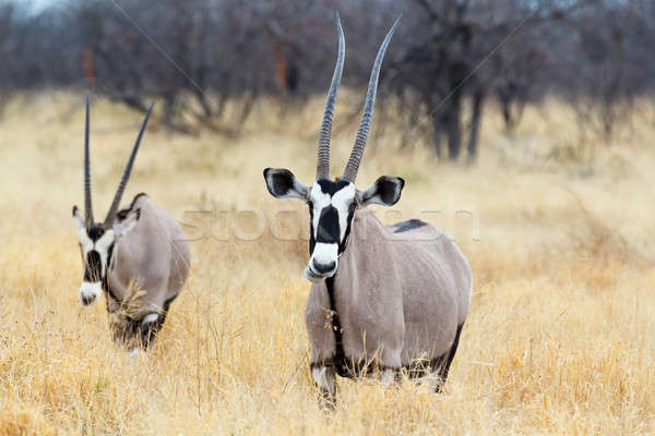 close up portrait of Gemsbok, Oryx gazella Stock photo © artush