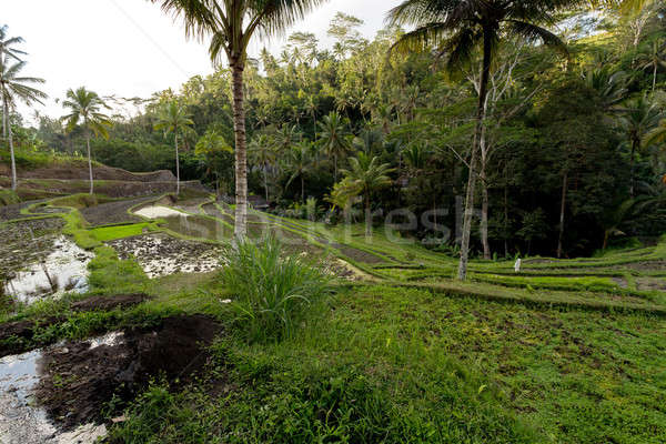 Rice terraced paddy fields in Gunung Kawi Stock photo © artush