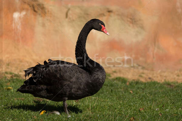 black swan walking on grass Stock photo © artush