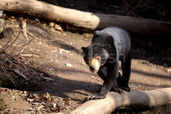 Sun bear also known as a Malaysian bear Stock photo © artush