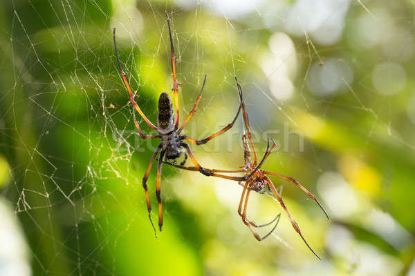 Golden silk orb-weaver on net Madagascar Stock photo © artush