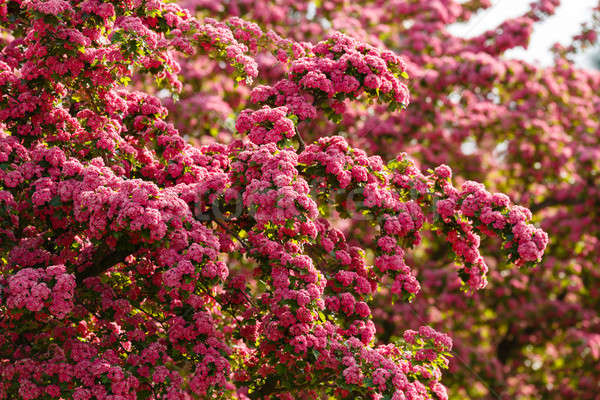 Blumen rosa Baum natürlichen Blüte Frühling Stock foto © artush