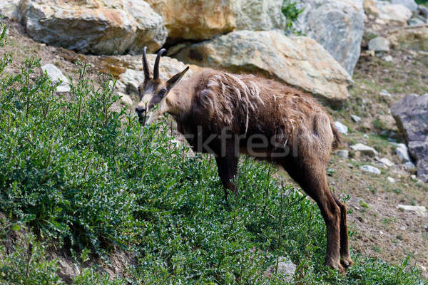 Masculina gamuza montana colina europeo fauna Foto stock © artush