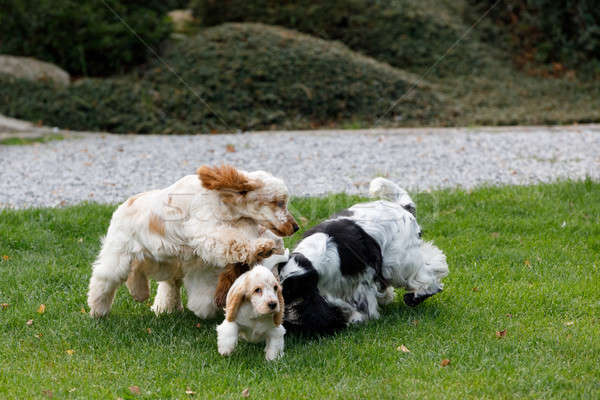 Stok fotoğraf: İngilizce · köpek · yavrusu · aile · tadını · çıkarmak · oynamak