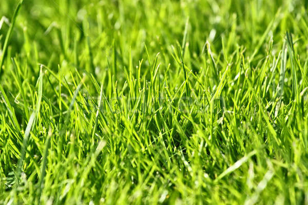 photo of nice grass for background Stock photo © artush