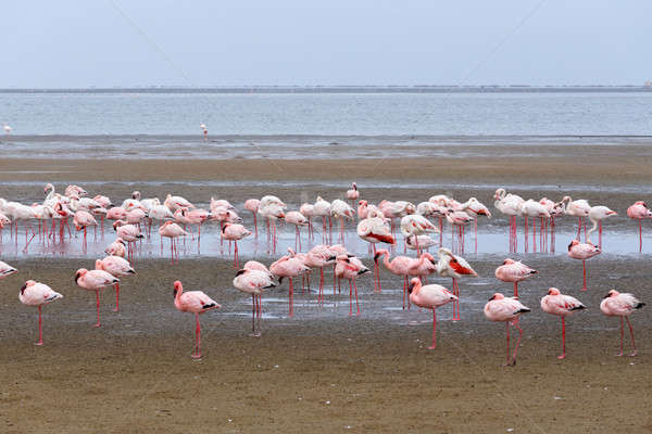Rooskleurig flamingo kolonie Namibië reusachtig woestijn Stockfoto © artush