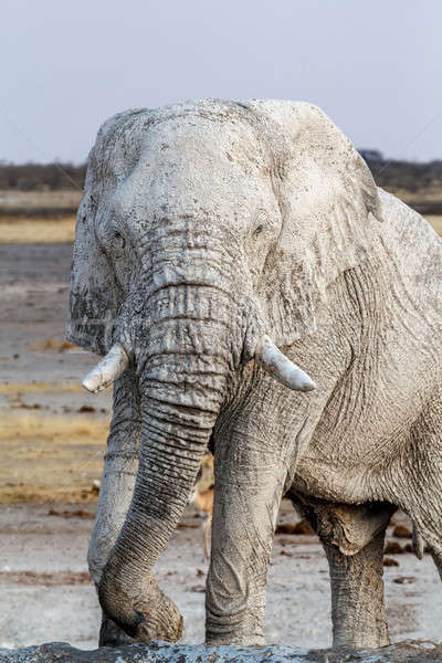 White african elephants on Etosha waterhole Stock photo © artush