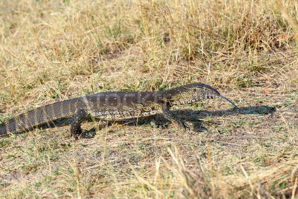 Monitor Lizard, Varanus niloticus on savanna Stock photo © artush