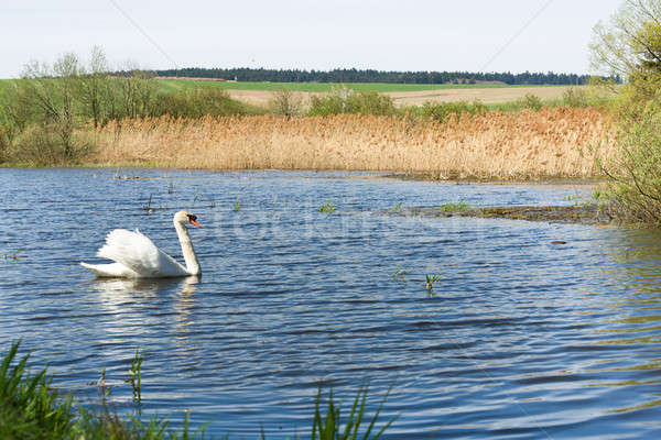 Mute swan, Cygnus, single bird on water Stock photo © artush