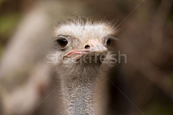 Portret australian emeu faţă natură Imagine de stoc © artush