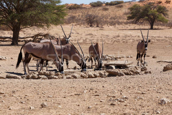 Parque África do Sul paisagem deserto animais veado Foto stock © artush