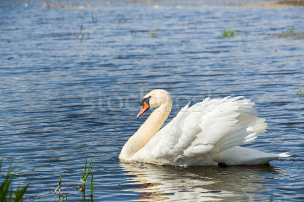 Mute swan, Cygnus, single bird on water Stock photo © artush