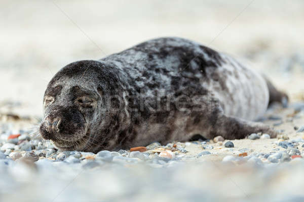 Young atlantic Grey Seal portrait Stock photo © artush