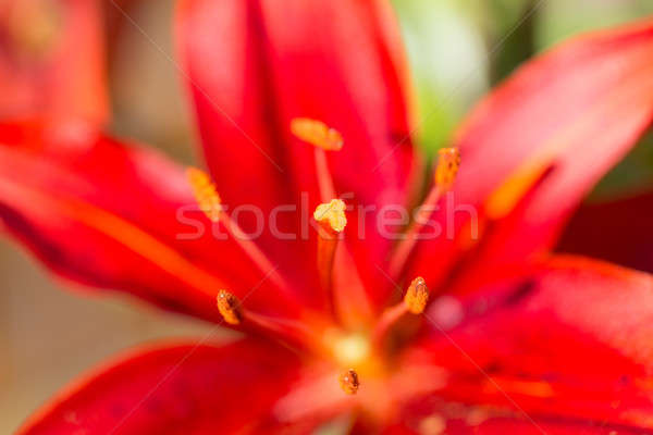 Detail of flowering red lily Stock photo © artush