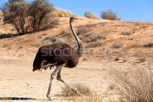 Ostrich in dry Kgalagadi park, South Africa Stock photo © artush