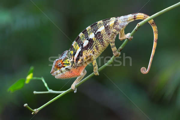Panther Chameleon небольшой филиала леса тропические Сток-фото © artush