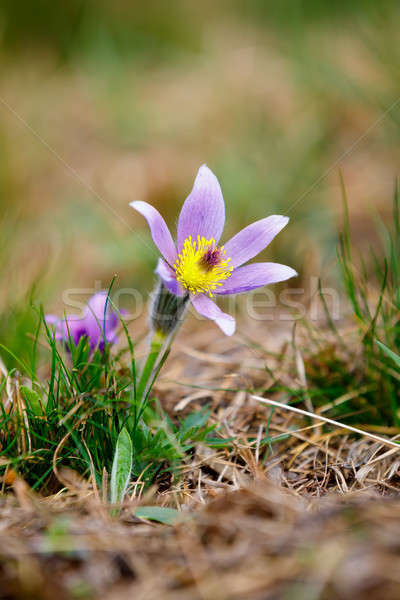 Fleur de printemps faible fleur très tôt printemps belle [[stock_photo]] © artush