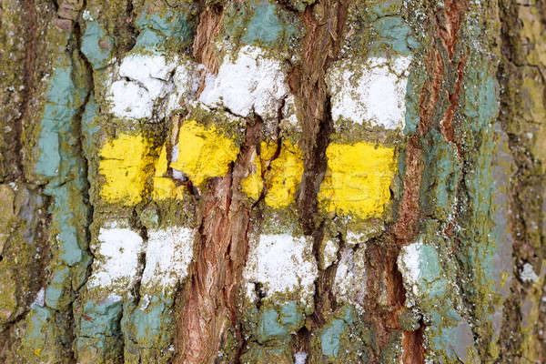 Boom schors textuur teken patroon achtergrond Stockfoto © artush