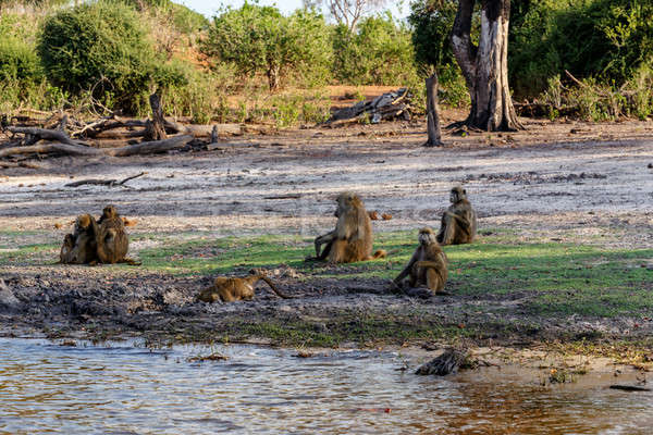 Rodziny pawian parku Botswana charakter portret Zdjęcia stock © artush
