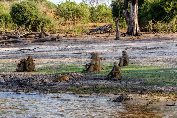 family of Chacma Baboon Stock photo © artush