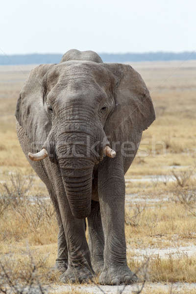 Stock photo: big african elephants on Etosha national park