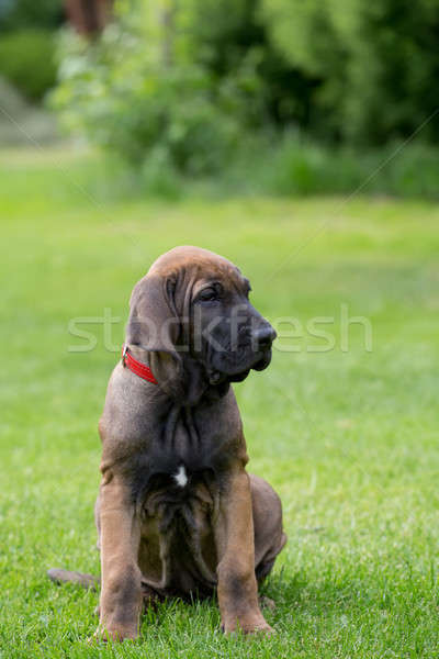 Fiatal kutyakölyök masztiff szabadtér zöld fű virág Stock fotó © artush