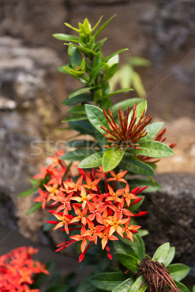 wild Ixora Flower in Bali Stock photo © artush