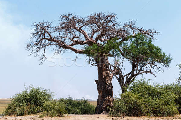 majestic baobab tree Stock photo © artush