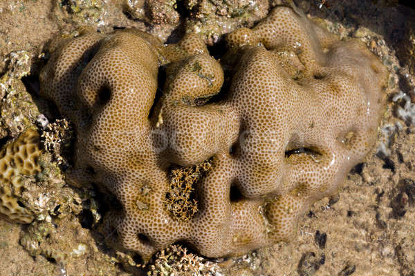 Stock photo: coral in low tide, indonesia
