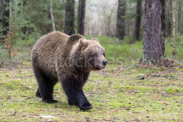 Stock photo: brown bear (Ursus arctos) in winter forest