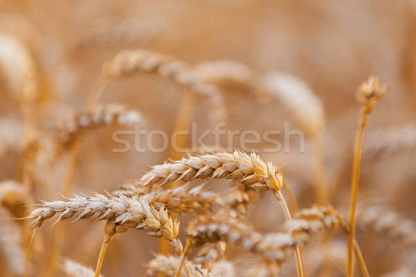 Stock photo: Organic golden spring wheat grains 