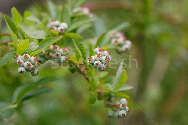 twig of Unripe big blue berry fruit Stock photo © artush