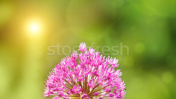 Summer background with pink Allium flower in front Stock photo © artush